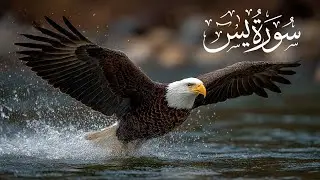 یس🤍