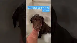 Weird Things My Dog Does That Don&rsquo;t Make Sense