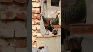 Peacock Sound call #beautiful#peacock#sound#birds#yt#ytviral#shorts#peafowl #reels@monikamonika7428