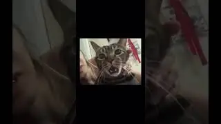Funny animal videos I found on Reddit 31 #shorts