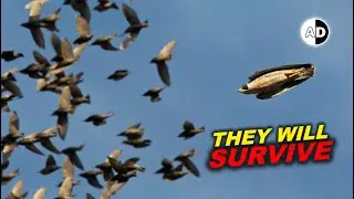 Starling Outsmart Peregrine Falcons with Intelligent Group Behavior: Murmuration