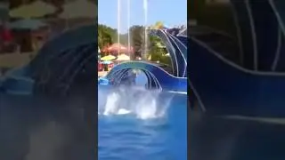 Did you know that dolphins are the smartest mammals?!#dolphin#tricks#трюки#дельфин#дельфины#trick