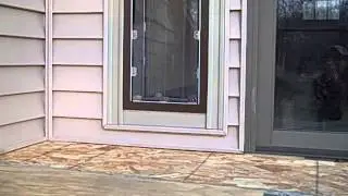 Dogs Using the MaxSeal Pet Door - Moore Pet Supplies LLC