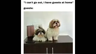 My guests are better than yours 🤭🐶🐶 . #dogmeme #dogs #dog #meme #post #newpost #dogpost #guests