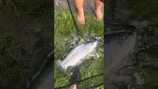 My PB rainbow trout #fishing #rainbowtrout #trout