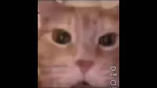 cat and chicken #memes #shorts