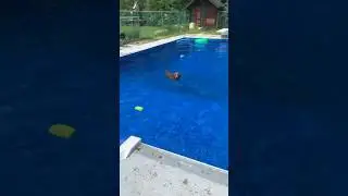 Swimming champion 🐶 🥰 #chesapeakebayretriever #summerfun #shorts #dog #pool