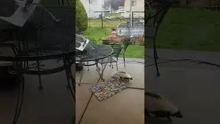 Young skunk checks out the back porch 🤢 #skunks