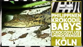 Philippinen-Krokodile im Kölner Zoo: NACHWUCHS & One Plan Approach | zoos.media
