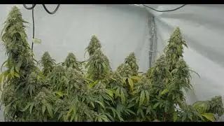 Week 11 of Flower Humboldt CSI ChemDawg Episode 12
