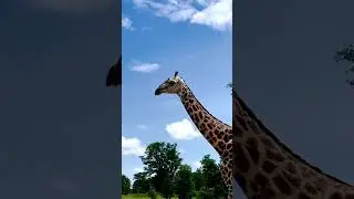 Giraffe, Beauty and everything that comes with. A Closer Look at Giraffe Behavior and Communication.