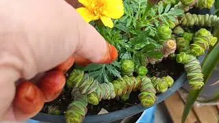 نباتاتي🪴 في✅️ عز🌹🪴🌹 البرد 
