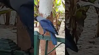 Crow sound #sound #shorts