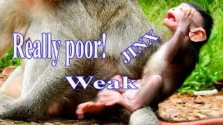 Very poor small baby JINX is so terribly weak until can't sit stably!