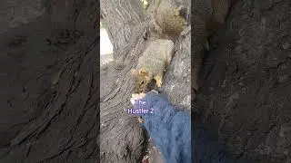 Ball's In Her Court! #1 Avocado Fan Squirrel 113025