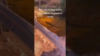 Florida Pets Be Like 🐊🦎 #florida #crocodile #animals #funnyanimals #foryou #funny #fyp #youtube