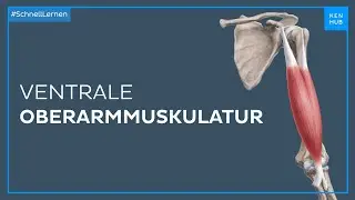 Ventrale Oberarmmuskulatur - Anatomie einfach erkl&auml;rt |&nbsp;Kenhub