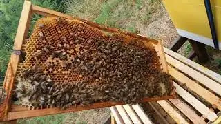 honey bee different genetics and behaviour