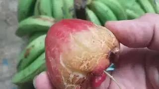 REJEKI NOMPLOK. rjekinyaCODOT. Panen Pisang Jambu MuntulNangka #harvest #fruit #panenbuah @AgustiCom