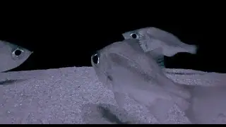 オオメハタ　Silvergray seaperch　Malakichthys griseus
