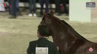 N 283 D JARI   Abu Dhabi International AHC 2023   Stallions 4 Years Old and Older Class 6B