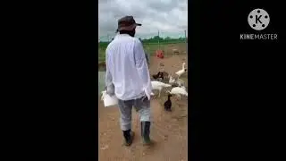 Welcome to AC Farm l Feeding Farm Animals | Funny Vlog l Instant Vlog l AC TV
