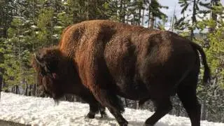 Face to Face with a 1 Ton Bison Bull