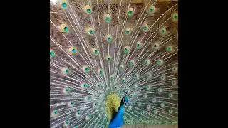 Buddy the Peacock 2022 Holly, Give it up