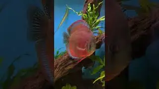 Red Cover Blue Rim, one of the favourites.  #discustank #discusfishtank #discusaquarium #diskus