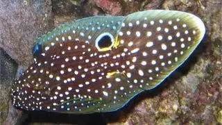 Calloplesiops altivelis - Comet or Marine Betta - Комета белоточечная