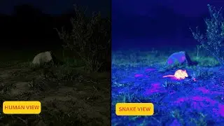 How 50 Different Animals See The World 👁️ | Human vs Animals Vision