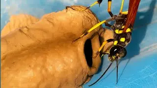 Mud Wasp Building Nest in Just Minutes! | Incredible Insect Architecture @wasphunter7131