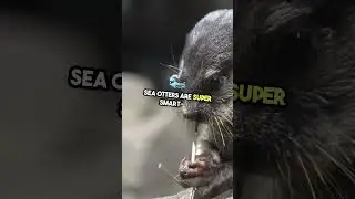 Meet Etika  The World's Oldest Sea Otter! #facts #wildlife #animals