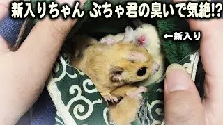 新入りモモンガちゃん先住激臭モモンガの臭いで気絶