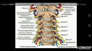 Functional Assessment of Cervical Spine