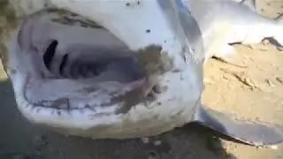 Sabine Pass, TX...Surf Fishing....Old footage.