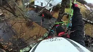 Climbing & Rigging Large Oak Trees | Precision Tree Removal & Stump Grinding