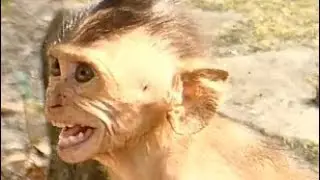 Poor Baby Monkey Dustin Screaming No Milk | Mother NOT Give Milk | Newborn Babies Monkey