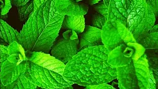 Pruning of Mint Plant