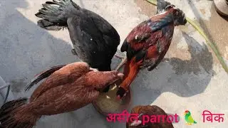 #असील पैरट 🦜 बिक#ASEEL PARROT 🦜 BEAK#17/10/2025