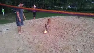 Curious Deer Joins Volleyball Game in Virginia