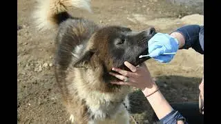 The Dogs That Pulled History: A Genetic Chronicle of Greenland's Sled Dogs