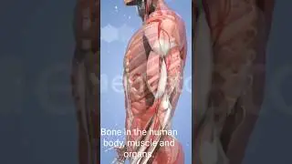 Bone in the human body, muscle and organs. #shorts #video #humanbody #skeleton