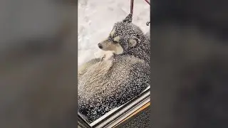 Husky Loving the Snow - Funny Dog Videos 🐾