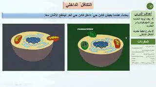 حادي عشر علمي   أحياء   الميتوكوندريا وأصولها 2