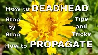 How to Care For and Propagate a Tickseed Coreopsis Plant