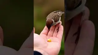 Trust knows no borders #bird #wildlife #trust