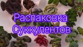 Распаковка суккулентов. Обзор сортов, пробежимся по полочкам🌵#комнатныерастения#суккуленты#эхеверия.