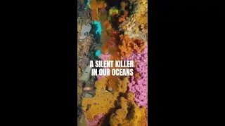 A Silent Killer in our Oceans: Toxic Algal Bloom