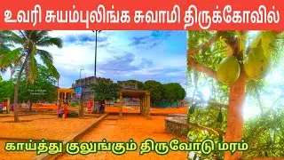 உவரி சுயம்புலிங்க சுவாமி கோவில் காய்த்து குலுங்கும் திருவோடு மரம் | Uvari Suyambulinga Swamy Temple